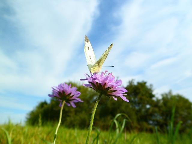 butterfly-1226149_640.jpg