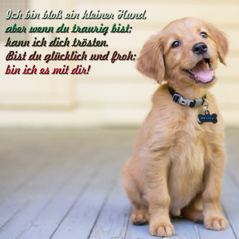 hund.png