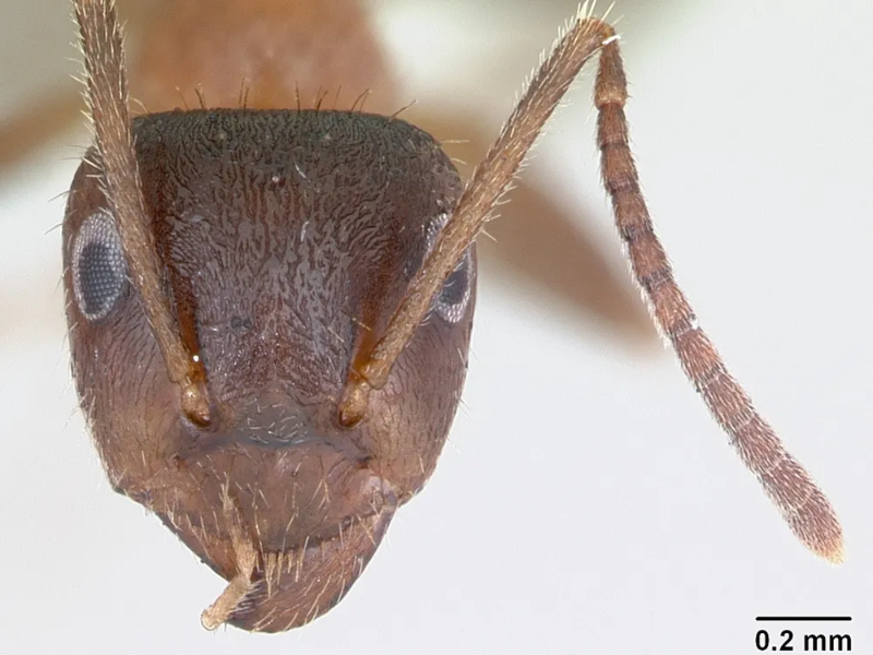 lasius_emarginatus_casent0172762_head_1.webp