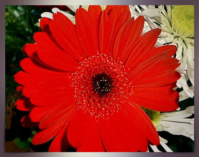 rote Gerbera.png