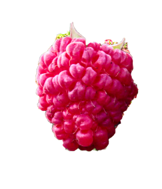 Brombeere in rot.png