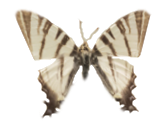 TexturesCom_Insects0024_S 4-cutout.png