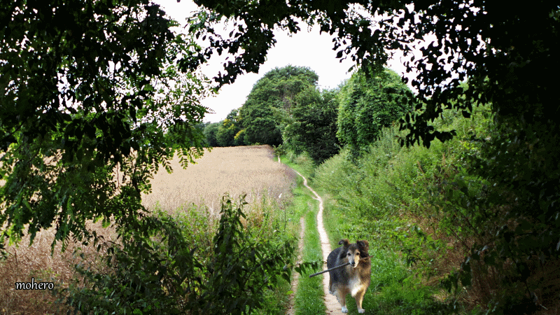 Tammy allein auf dem Hohlweg.gif