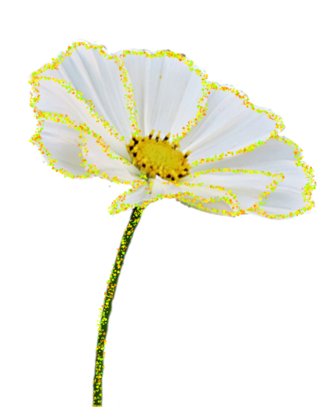 Blume in weiß-cutout.png