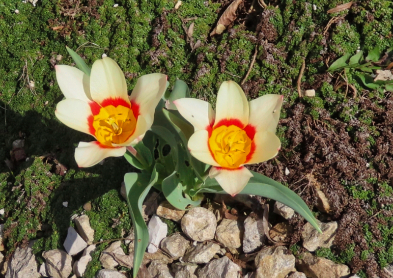 2 Tulpen.png