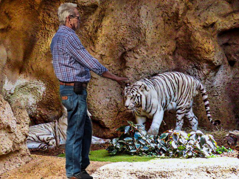 Tiger aus dem Loro Park auf Teneriffa.png