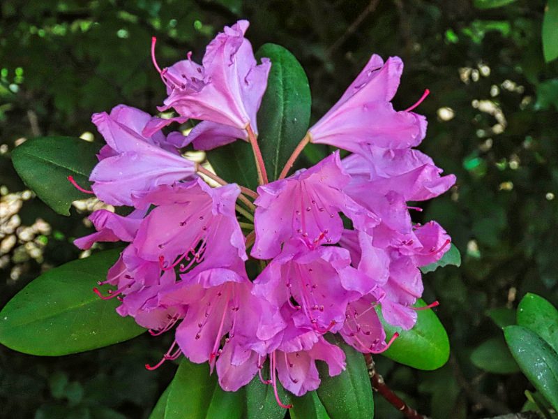 Rhododendron.png