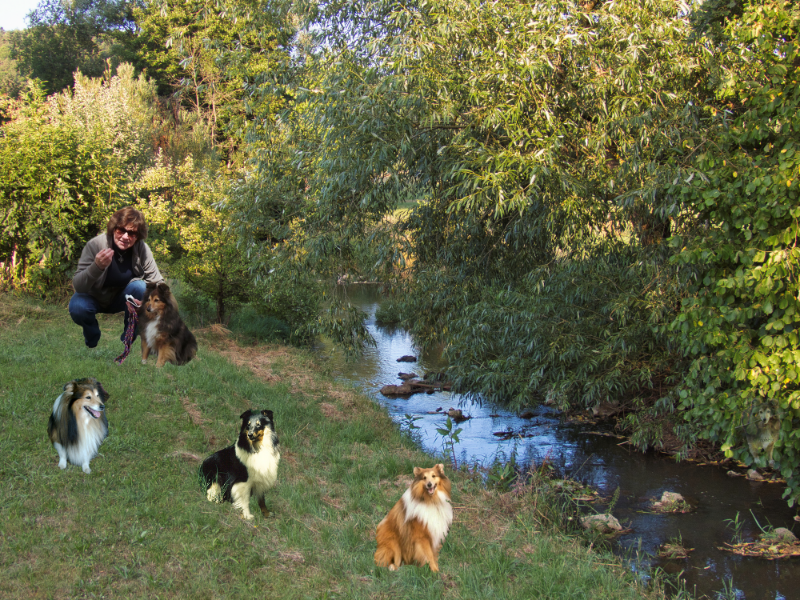 Meine 4 Sheltie's.png