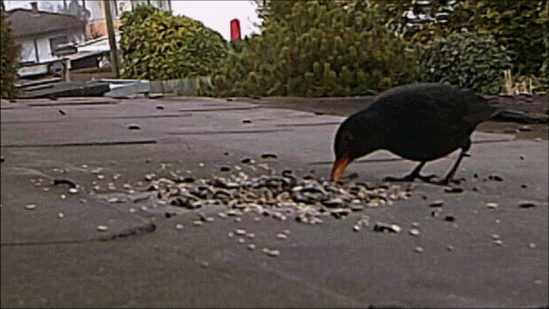 Amsel pickt 1 Gif.GIF