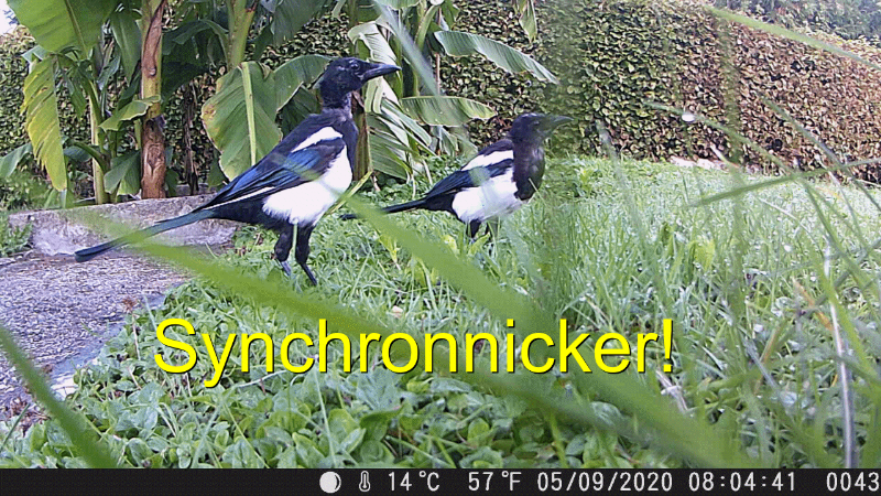 Elstern als Synchronnicker, ganz gross, Gif 2.GIF