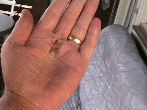 Spinne landet auf meiner Hand, Gif.GIF