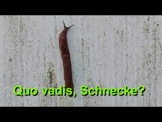 Schnecke, rot, auf Beats Schöpfliwand, 2024-08-29, Gif.GIF