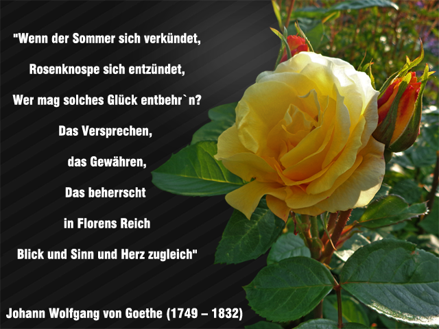 wenn-der-sommer-sich-verkuendet_goethe.png