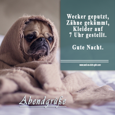 lustig-hund-gute-nacht_opt.png