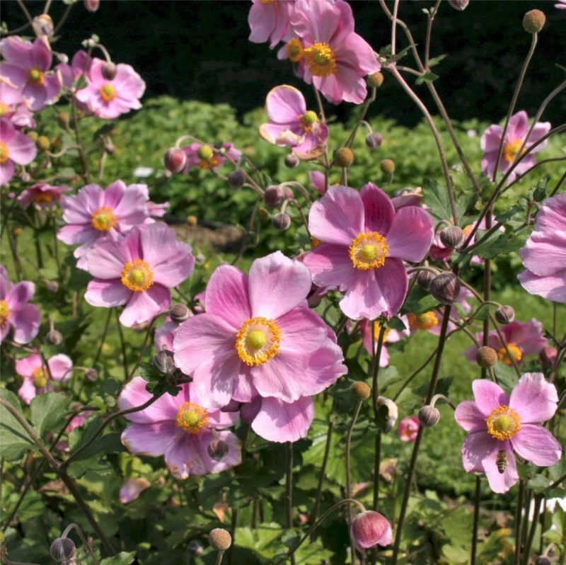 Anemone-japonica-Anemone-Rosenschale-FH_b_I.webp