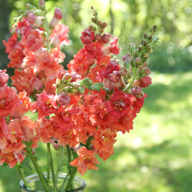 loewenmaeulchen-antirrhinum_madame_butterfly_f1_bronze-saatgut-sommerblumen-gartenzauber_1200x.webp