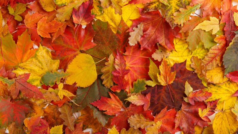 buntes-laub-im-herbst-wird-die-sonne-schwaecher-und-die-photosyntheserate-sinkt-in-der-folge-faerben-sich-die-blaetter-bunt.webp