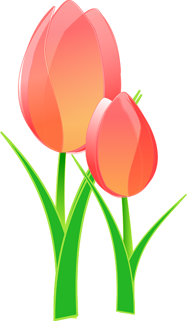 tulips-gbb01bc91c_640.png