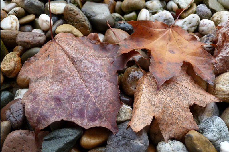 3HerbstblätteraufKieseln.png