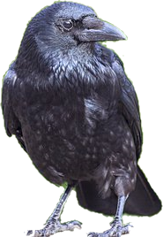 raven-5117874__340-cutout.png