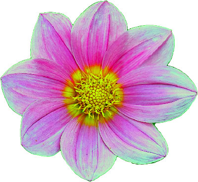 cosmea-3694471_1280-cutout-2.png