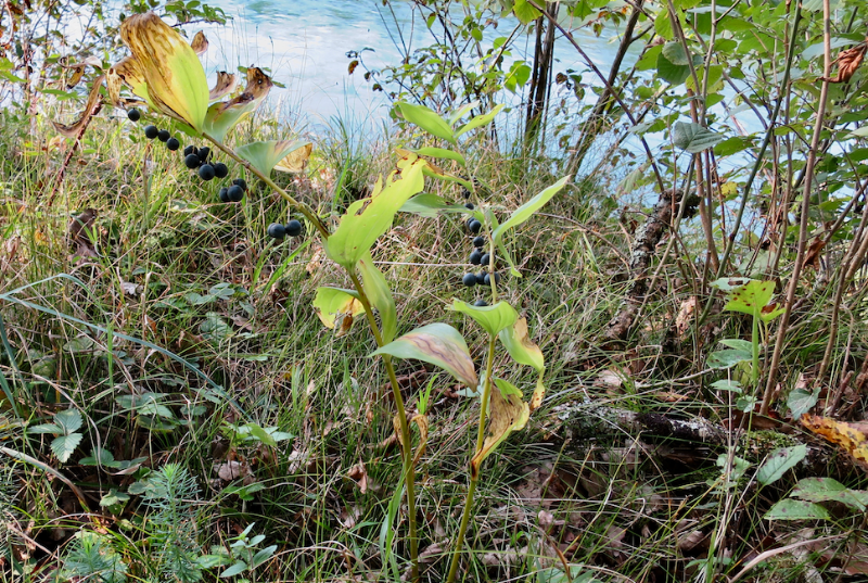 Bildschirmfoto 2021-09-25 um 19.22.53.png