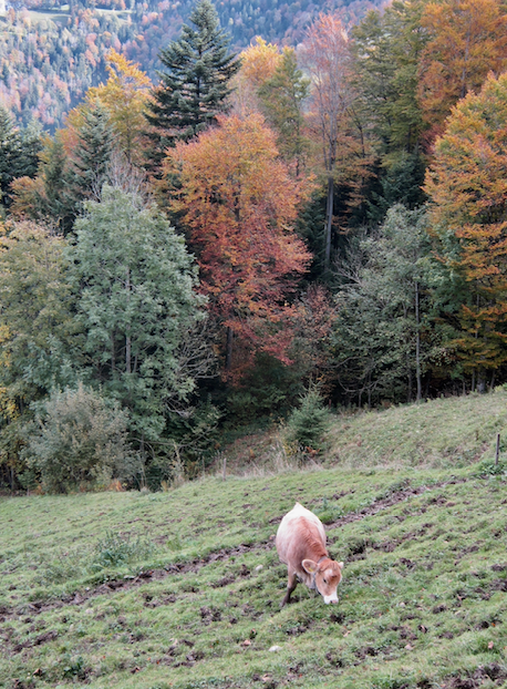 Bildschirmfoto 2021-10-14 um 07.50.41.png