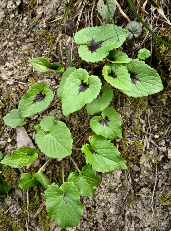 Bildschirmfoto 2022-04-16 um 16.47.22.png