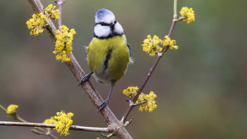 Landscapeblaumeise-blau-meise-parus-caeruleus-cyanistes-caeruleus-auf-einem-ast-der-kornelkirsche-cornu.webp