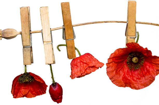 poppies-on-linen-3730465_640.png