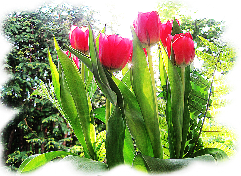 Tulipa.png