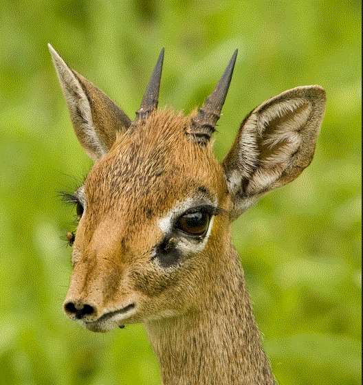 Dikdik.GIF