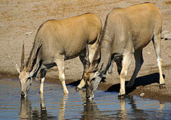 Elenantilope (Eland) (3).GIF