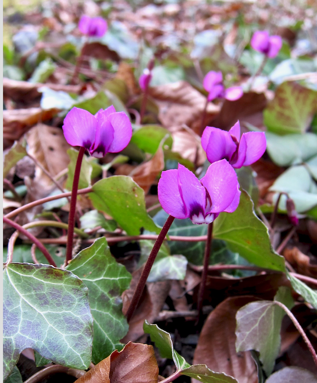 Bildschirmfoto 2019-04-13 um 07.53.57.png