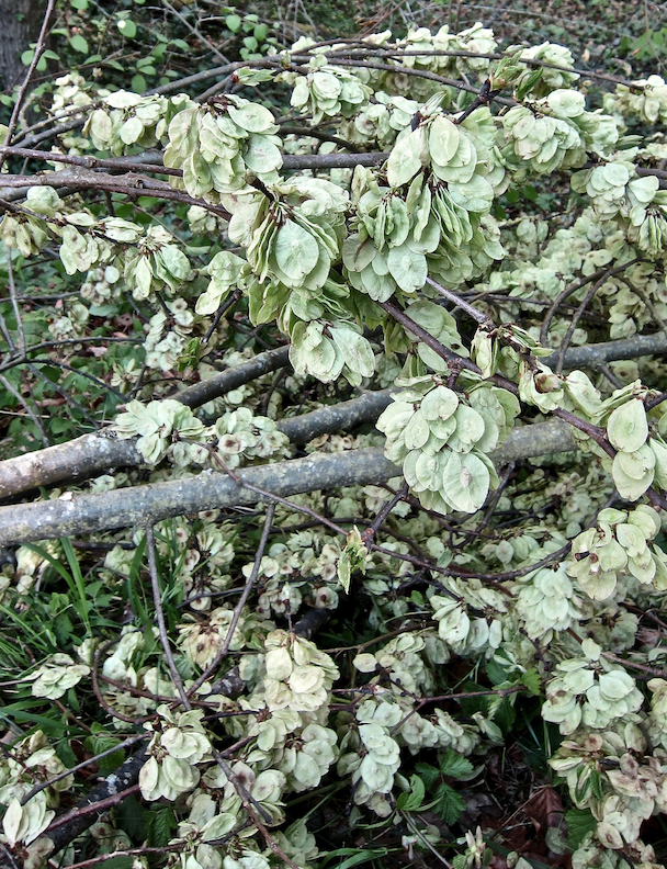 Bildschirmfoto 2019-05-01 um 10.20.12.png