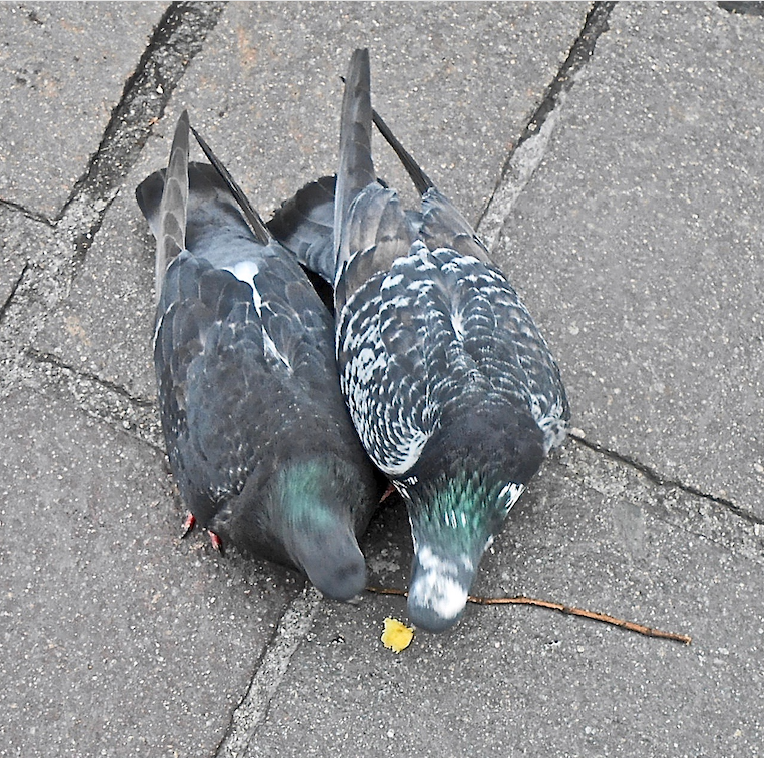 Bildschirmfoto 2019-05-11 um 19.43.31.png