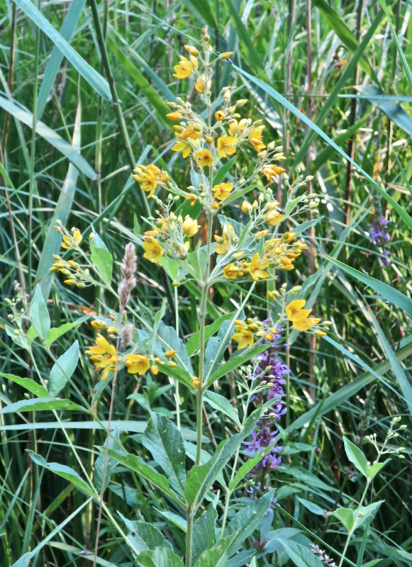 Bildschirmfoto 2019-08-04 um 23.23.01.png