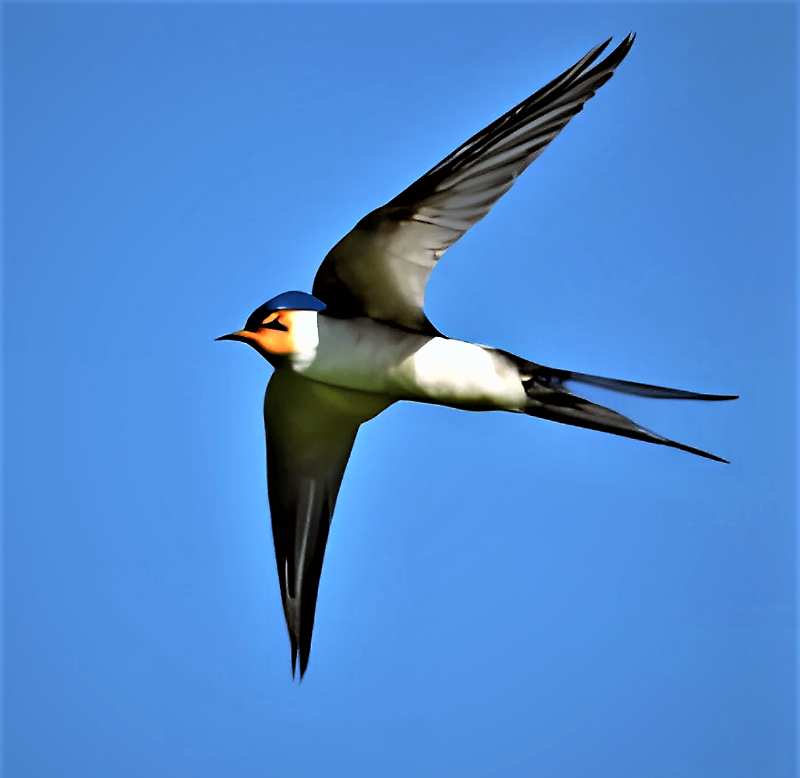 craiyon_093151_swallows_are_flying_over_the_meadow_photorealistic.png