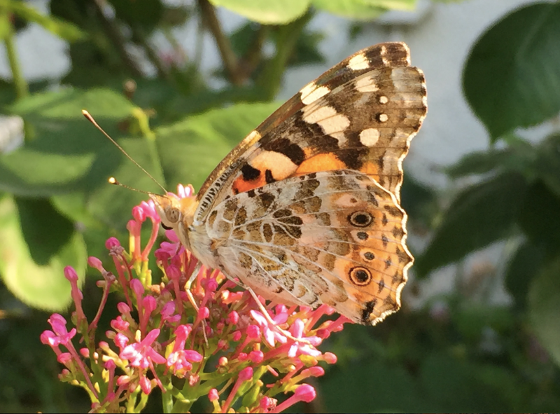 Bildschirmfoto 2019-07-06 um 09.06.38.png