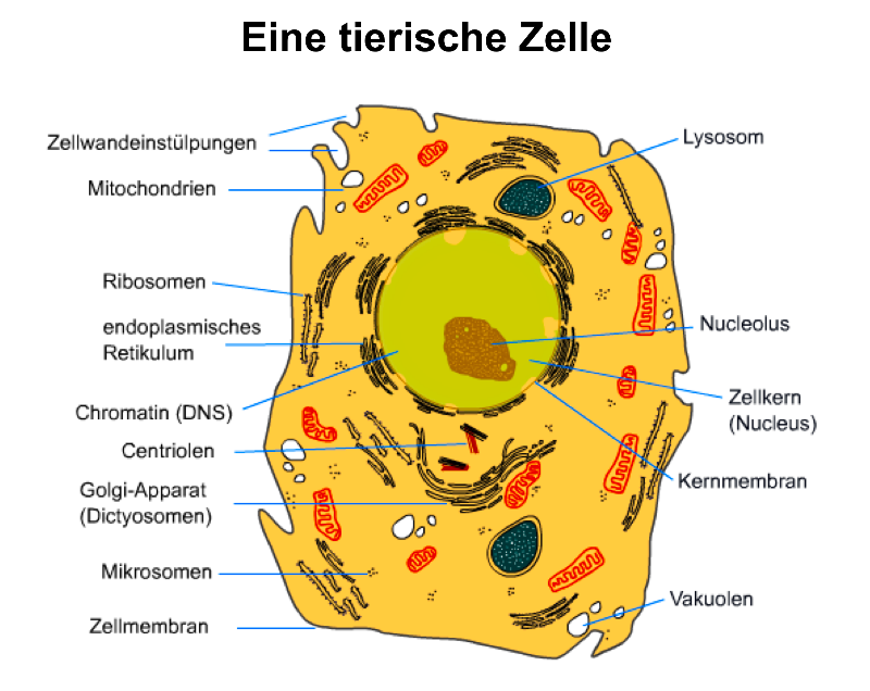 06.  (vorher Film)_tierische_Zelle.png