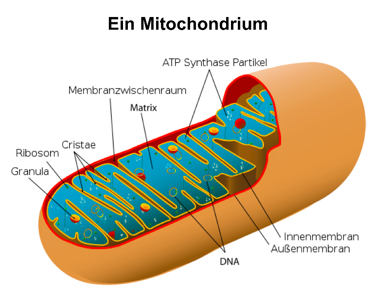 07. Mitochondrium.png