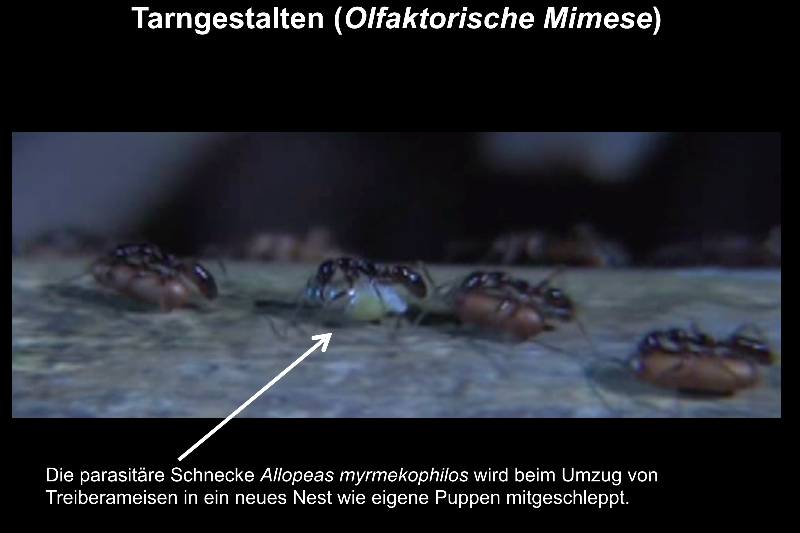 119_parasitaere_Schnecke.png