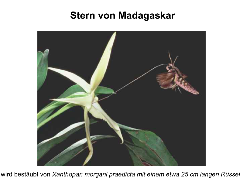 Stern_von_Madagaskar.png