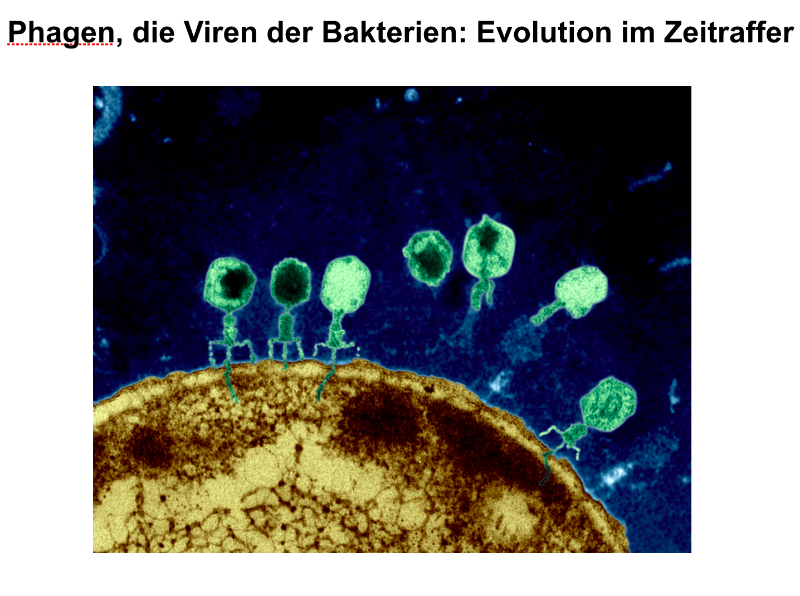 Phagen_auf_bakterium.png