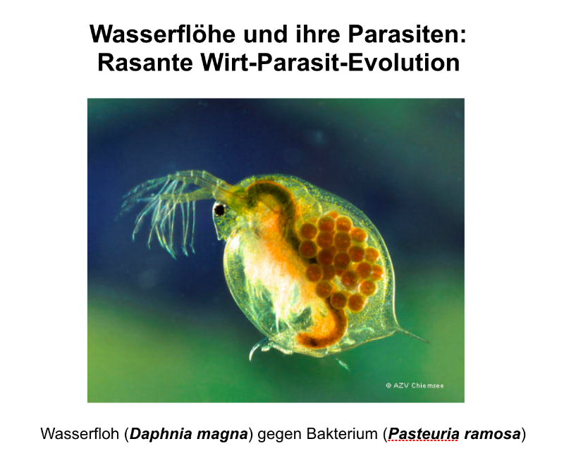 Teichsedimente_Daphnia.png