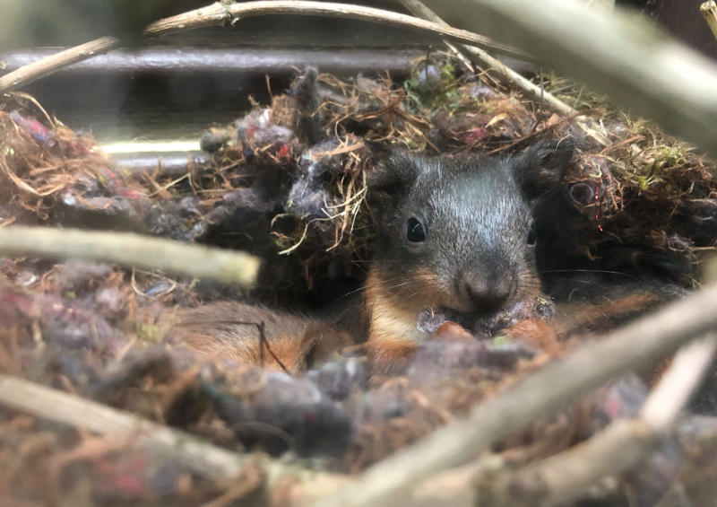 junge_Eichhörnchen_im_Nest.png