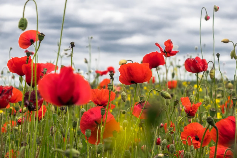 poppy-flower-4246241_1280.webp