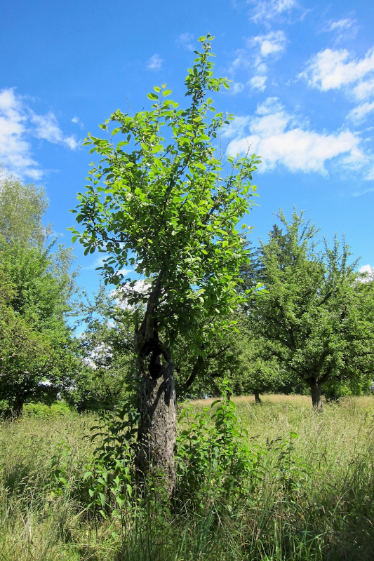 Bildschirmfoto 2024-06-26 um 09.44.42.png