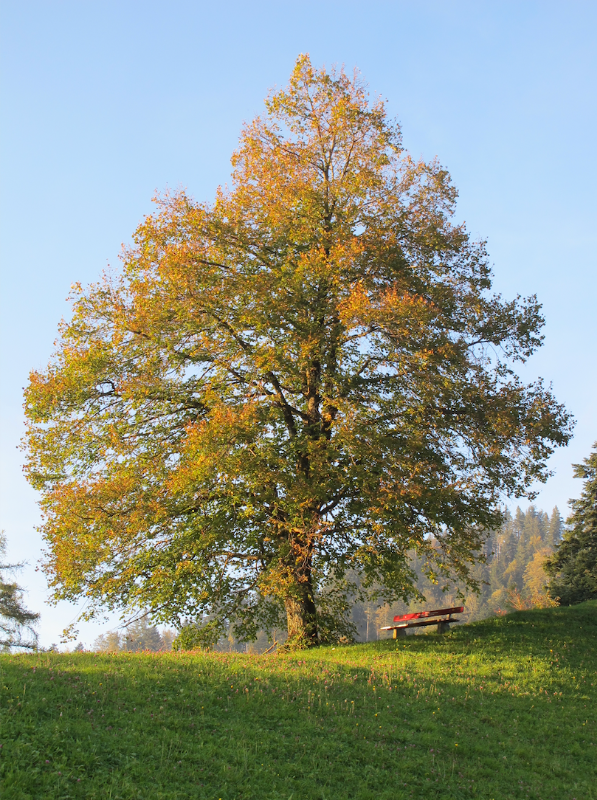 Bildschirmfoto 2024-10-05 um 19.53.59.png