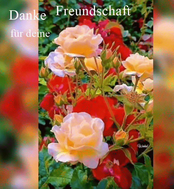 2- danke --Freundschaft.gif